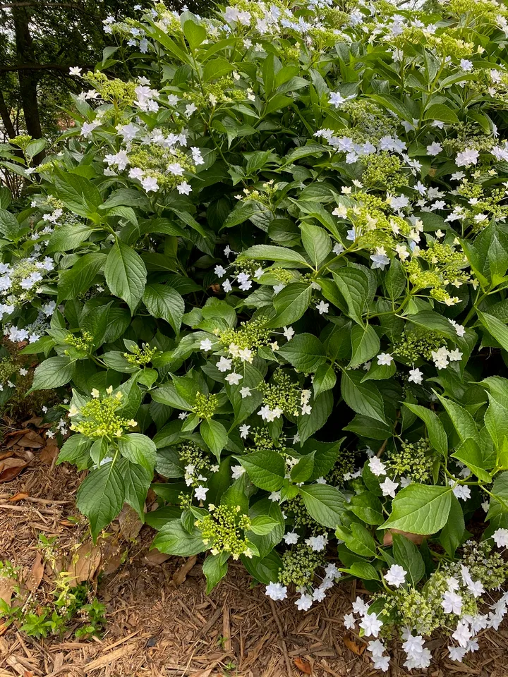 Omacha Variegata Hydrangea — In bloom