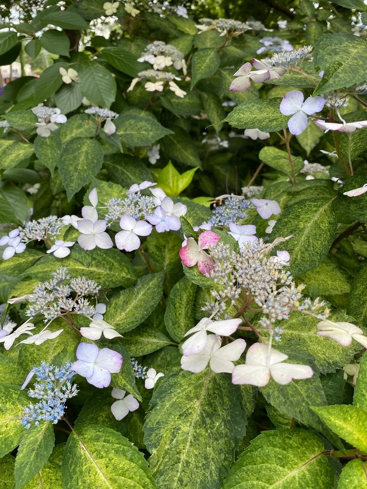 Omacha Variegata Hydrangea — Bloom