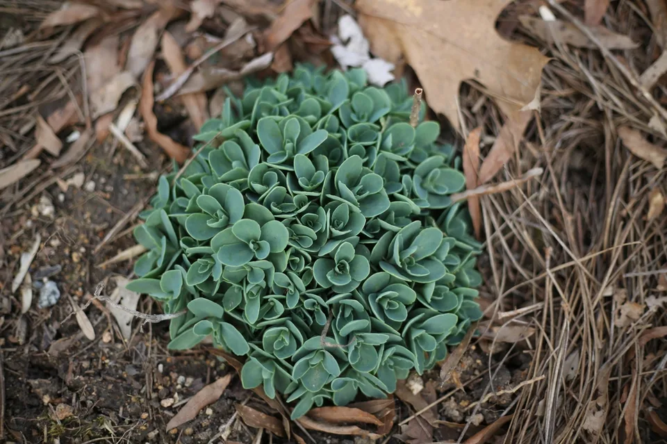 Hylotelephium telephium