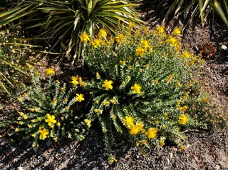 Form of the shrub with yellow flowers