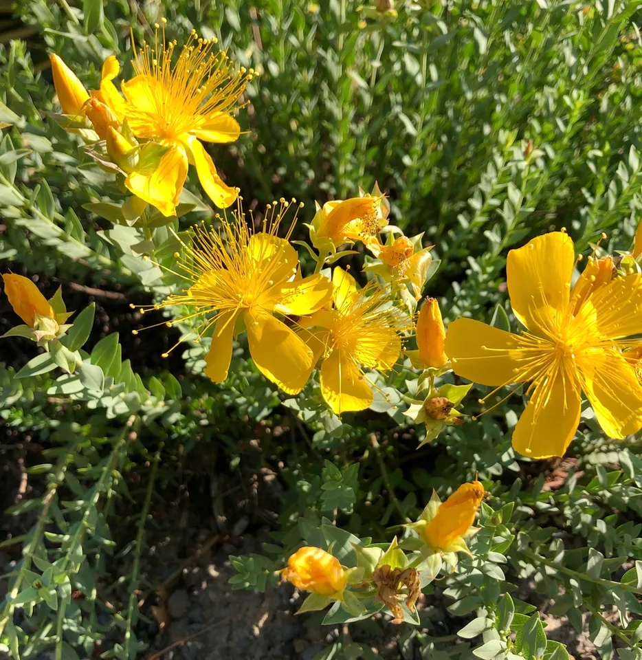 Flowers and Leaves