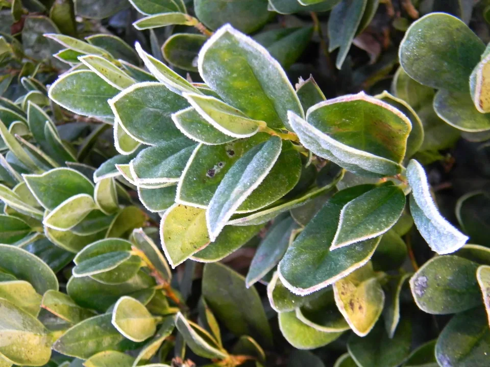 Carissa Holly — Leaves Close-Up (Buncombe County,NC)