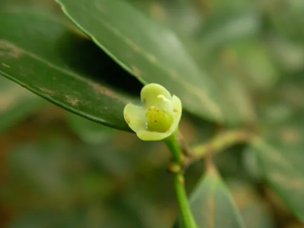 Japanese Holly Foliage — Close up of Flower