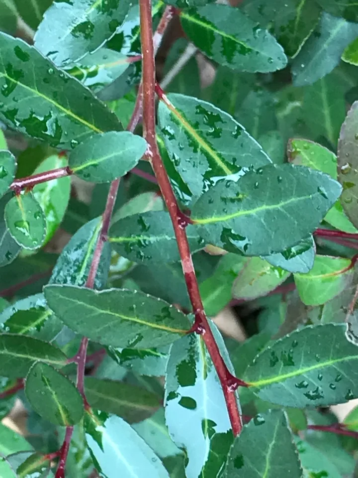 Yaupon Holly Foliage — Leaf and stem