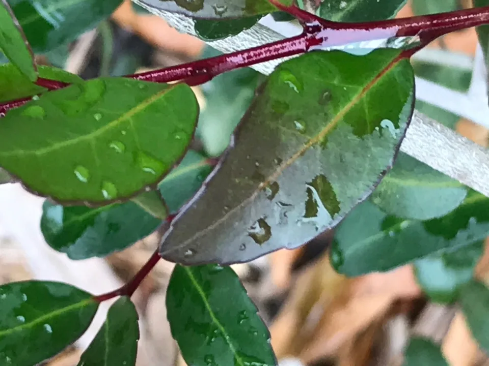 Yaupon Holly Foliage — Leaf closeup
