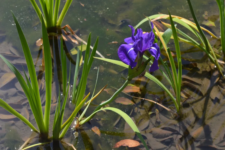 Iris laevigata in water