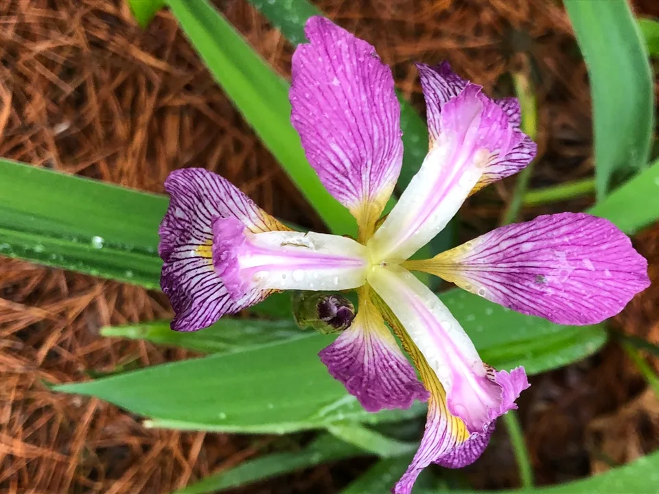 Iris tectorum