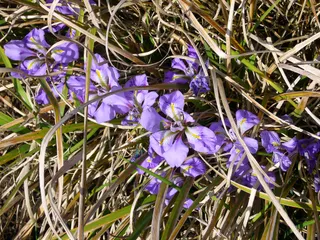 Leaves and flowers