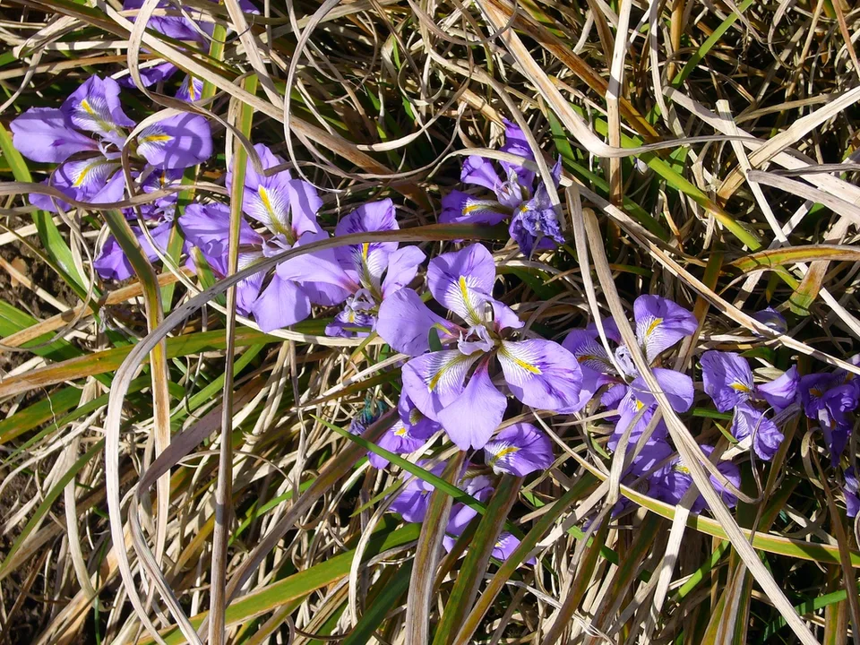 Leaves and flowers