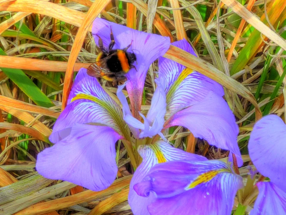 Purple-blue flower with yellow and white markings on the falls