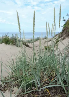 Blue Lyme Grass — Leymus arenarius. Growing on the dunes
