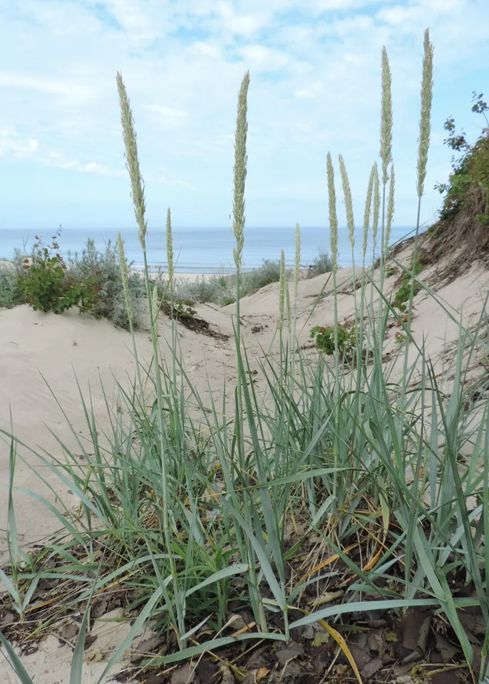 Blue Lyme Grass — Leymus arenarius. Growing on the dunes