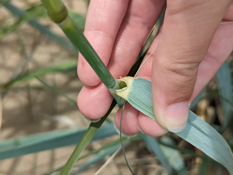 Blue Lyme Grass — Leymus arenarius