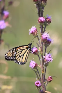 Monarch on flowers