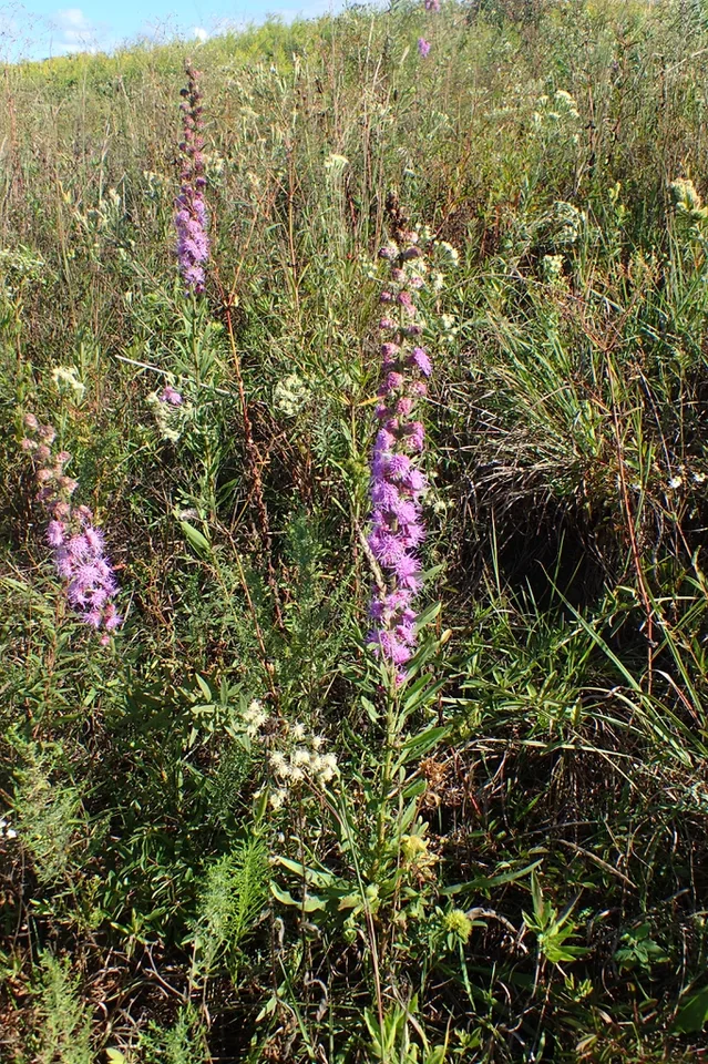 Native habitat