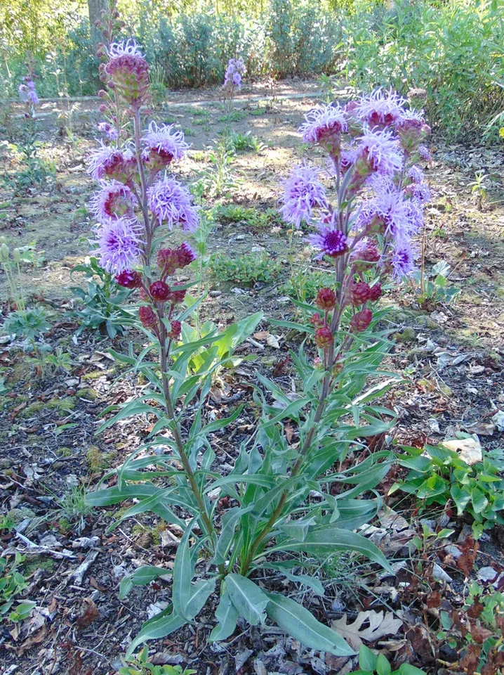 Form