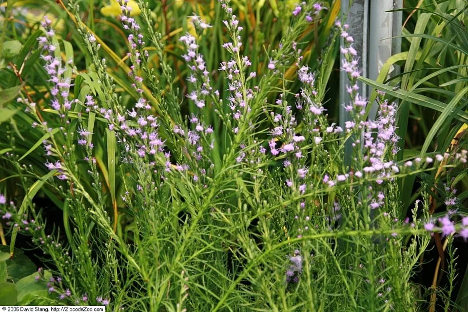 Form
