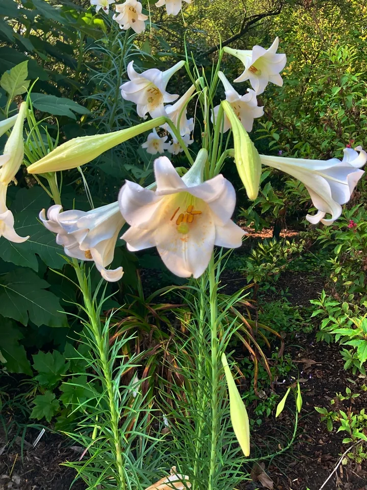 Flowers/Leaves - Aug. 11 - Wake Co., NC
