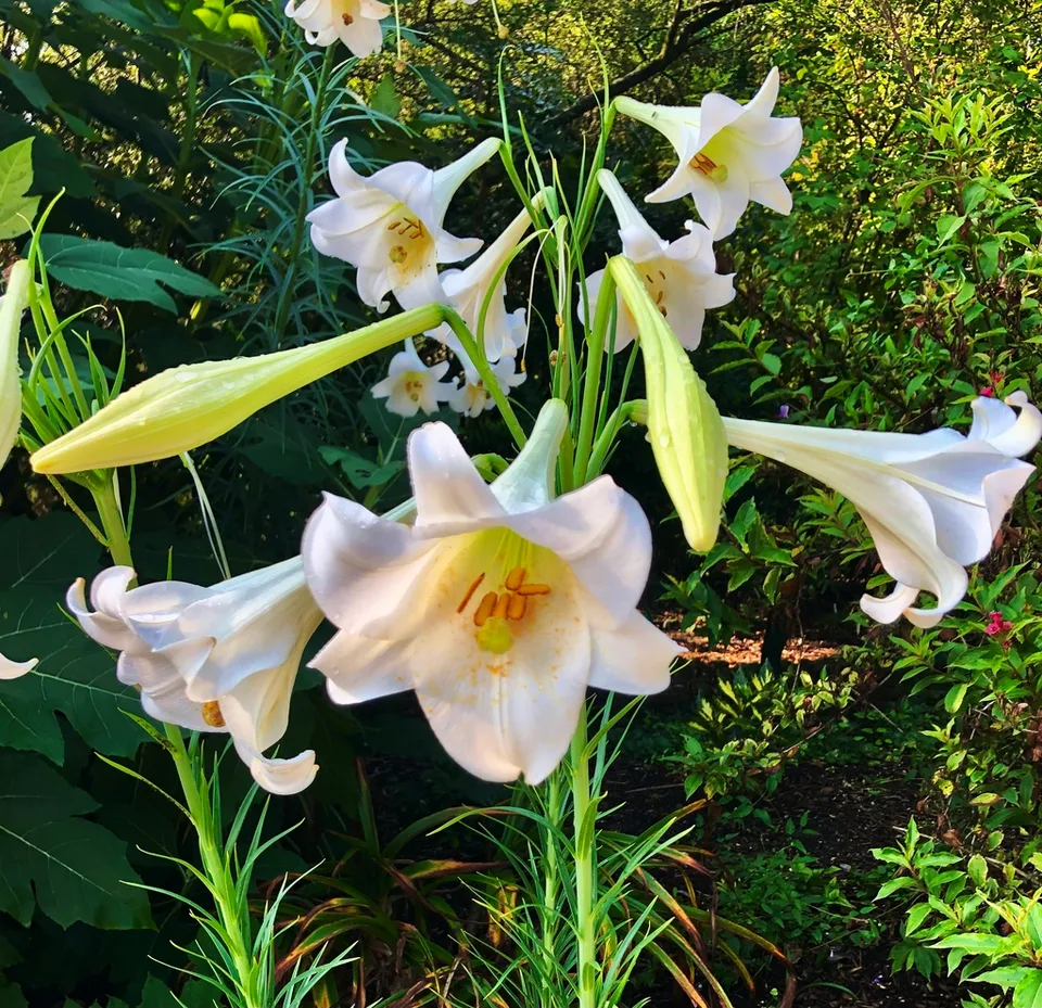 Flowers - Aug. 11 - Wake Co., NC