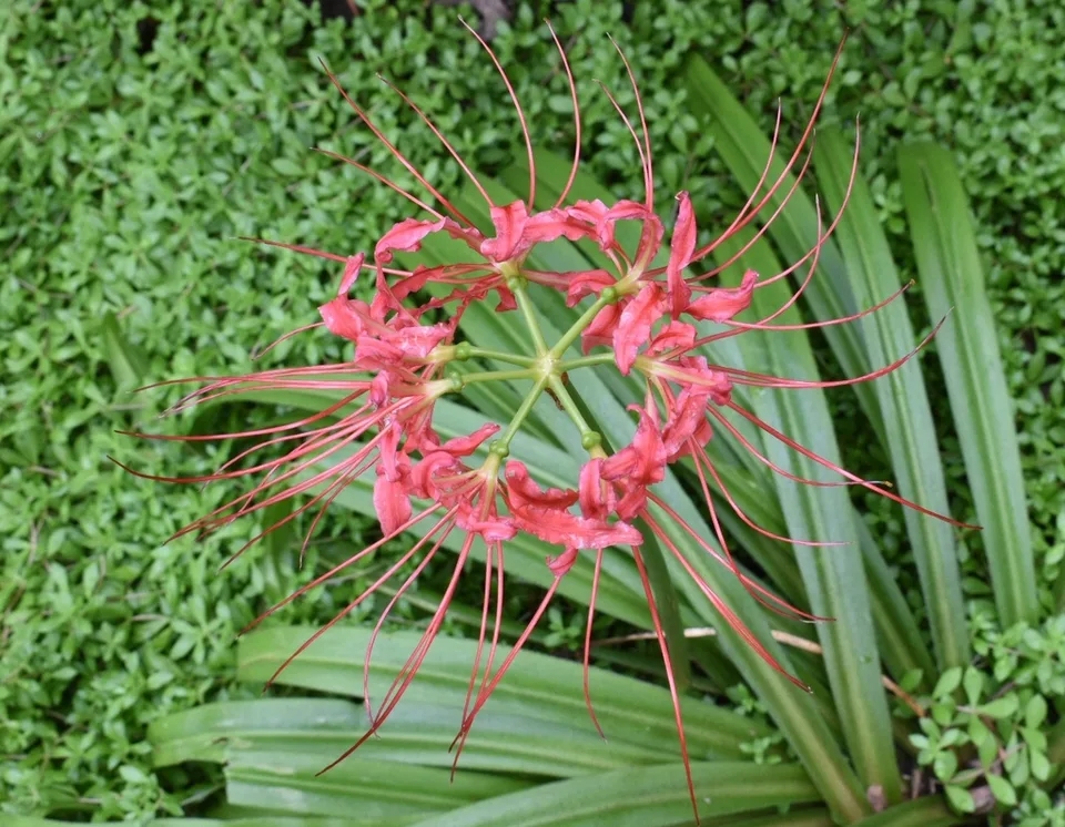 Lycoris radiata