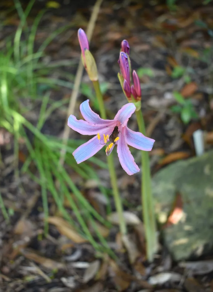 Flowers - Partial Sun/Shade - August - Wake Co., NC