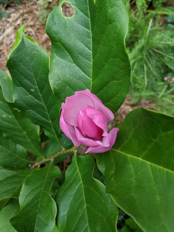 Magnolia liliiflora