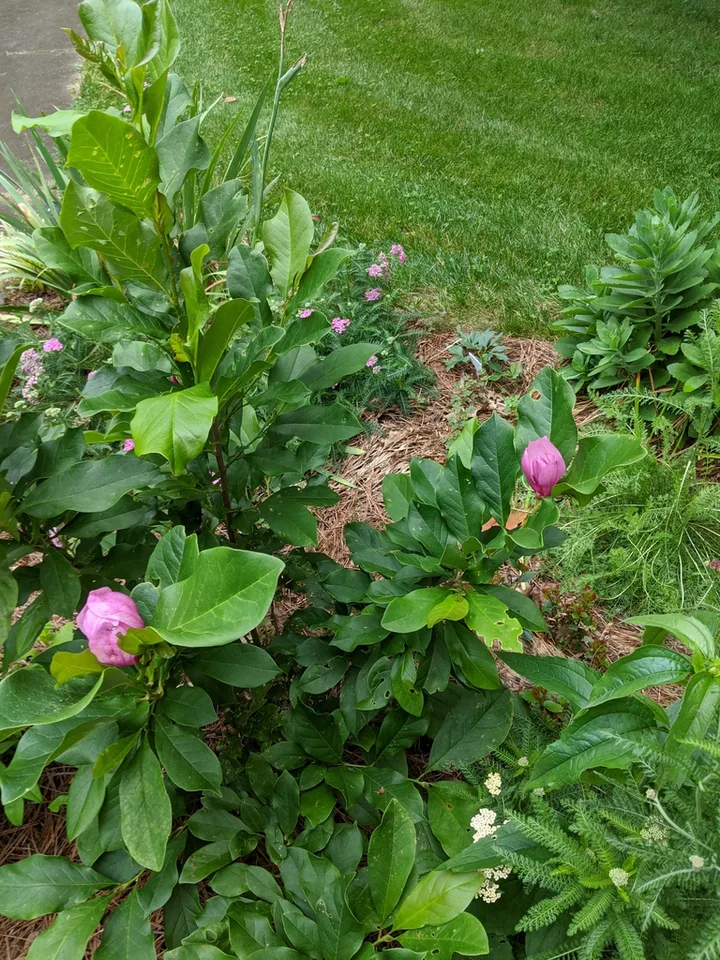 Magnolia liliiflora