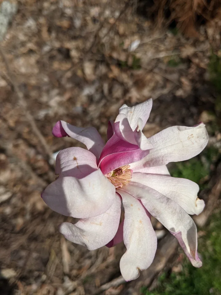 Flower 'Leonard Messel'