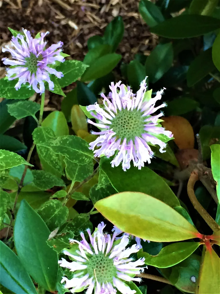 clusters of pink, two-lipped flowers