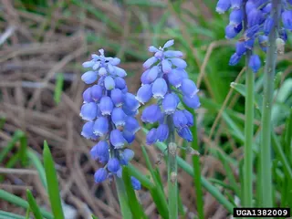 Muscari atlanticum