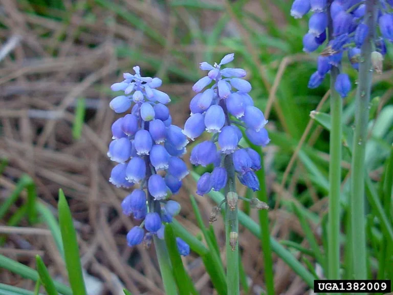 Muscari atlanticum