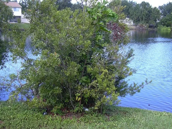 Southern Wax Myrtle — Form
