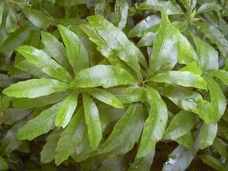 Southern Wax Myrtle — Leaves