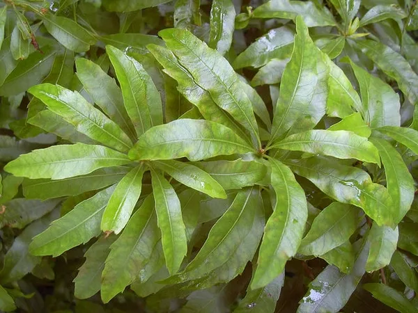 Southern Wax Myrtle — Leaves