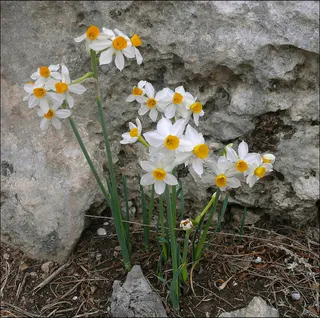 Form
