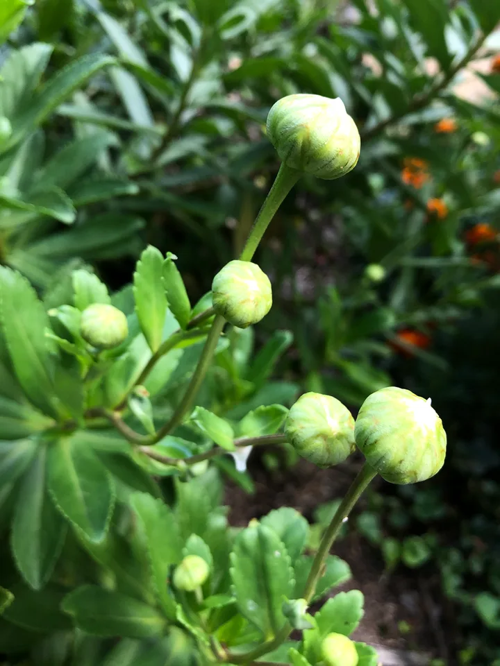 Nipponanthemum nipponicum