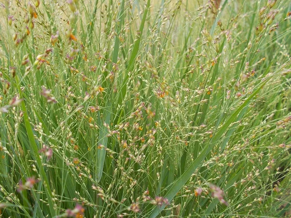 Form