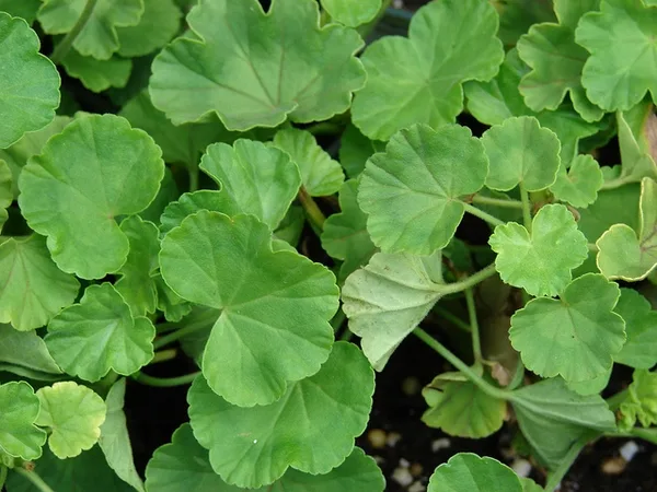 Leaves