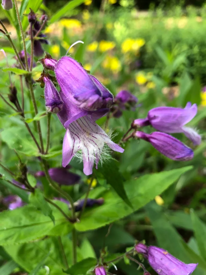 Penstemon laevigatus