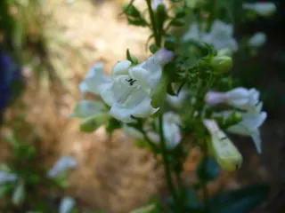 Blossom in spring in Moore County