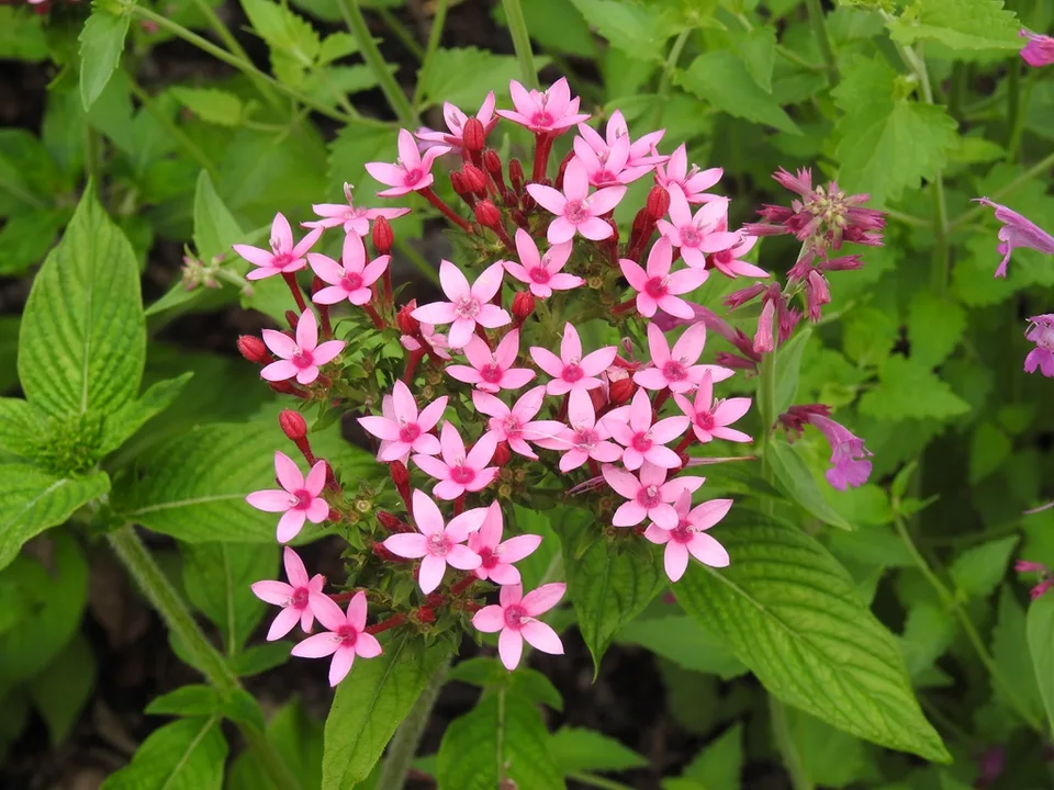 Pentas lanceolata 'Lonwood Pink' flowers