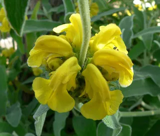 Close up of flower and stem