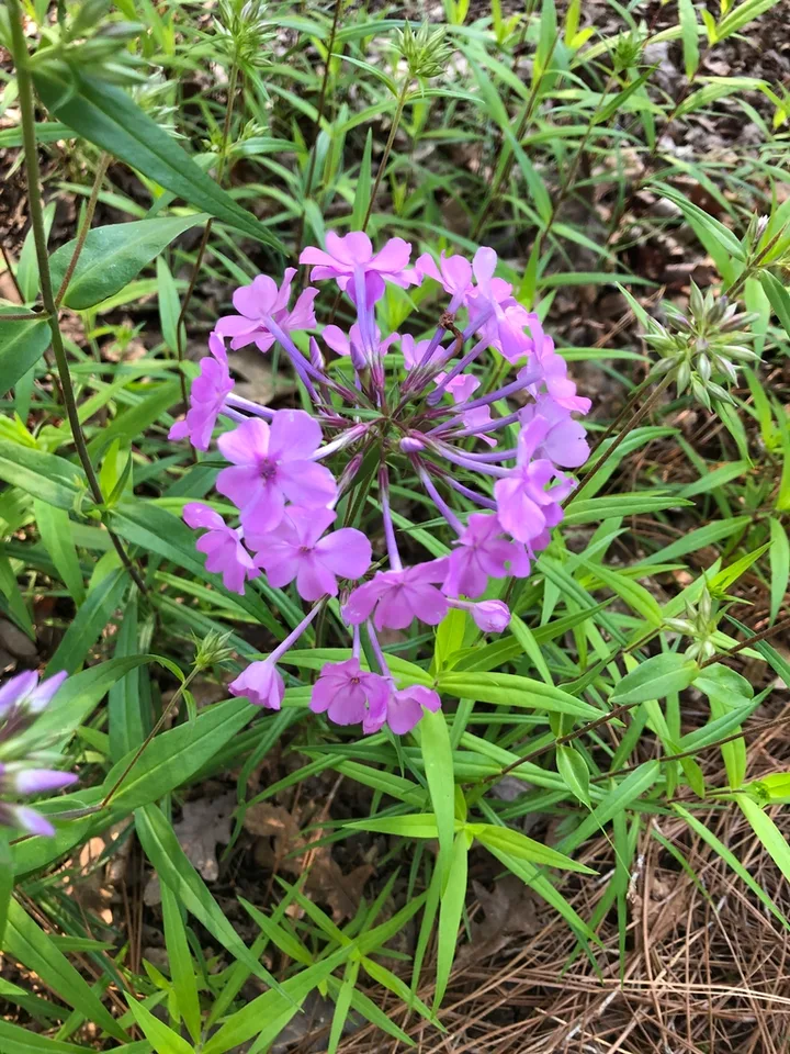 Phlox maculata