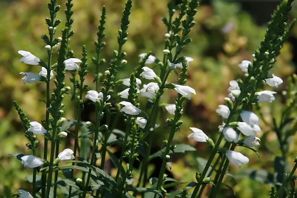 Plant in bloom