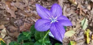 flat, bell-shaped, bluish-purple bloom with 5 pointed lobes