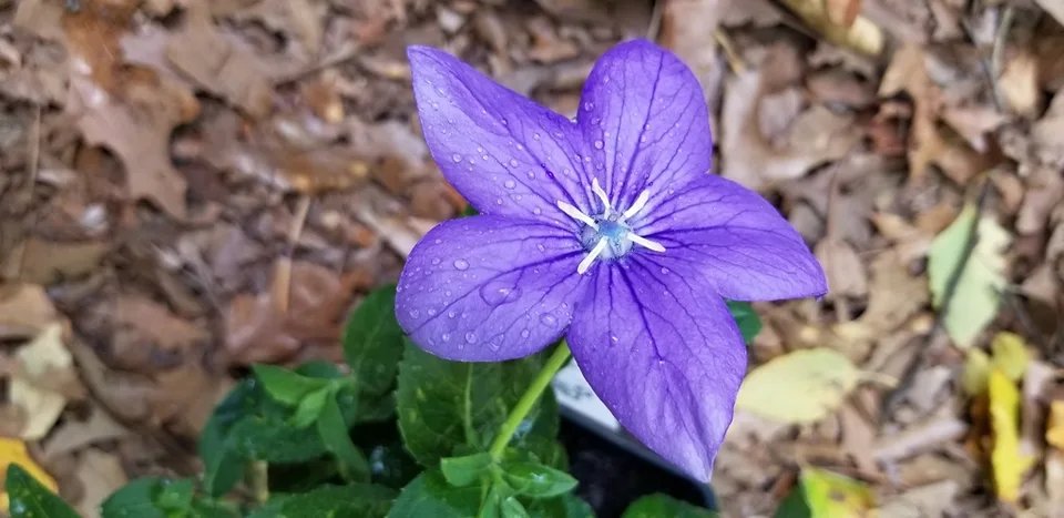 flat, bell-shaped, bluish-purple bloom with 5 pointed lobes
