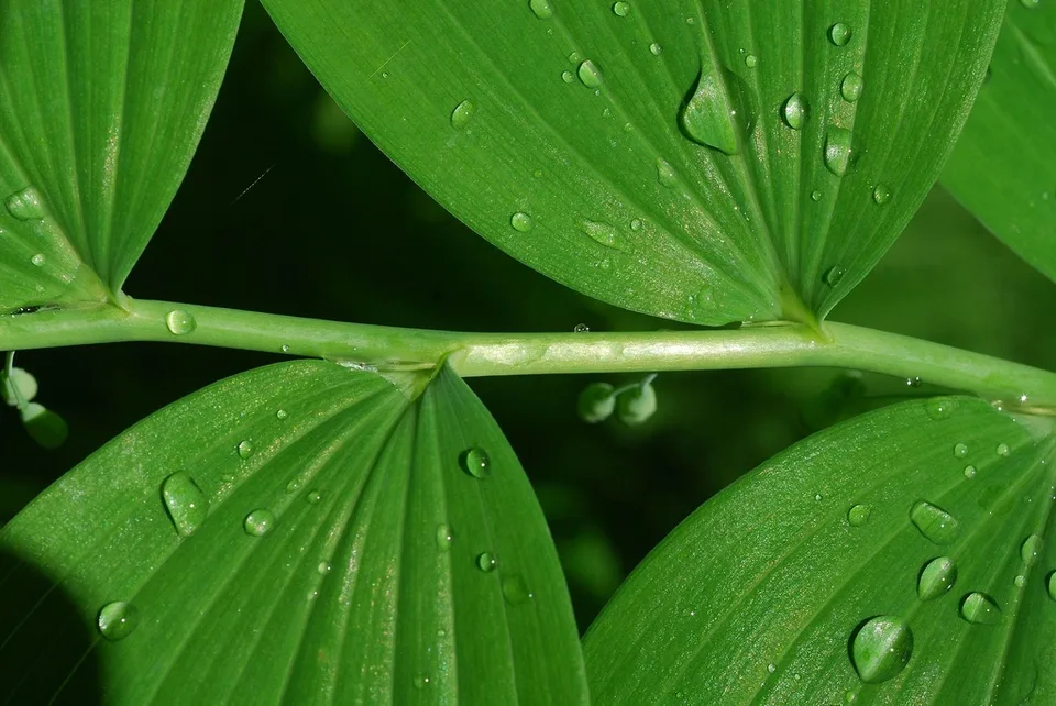 Great Solomon's Seal — Polygonatum biflorum- Leaf arrangement is alternate