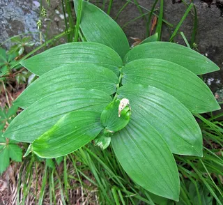 Great Solomon's Seal — Polygonatum biflorum- leaves