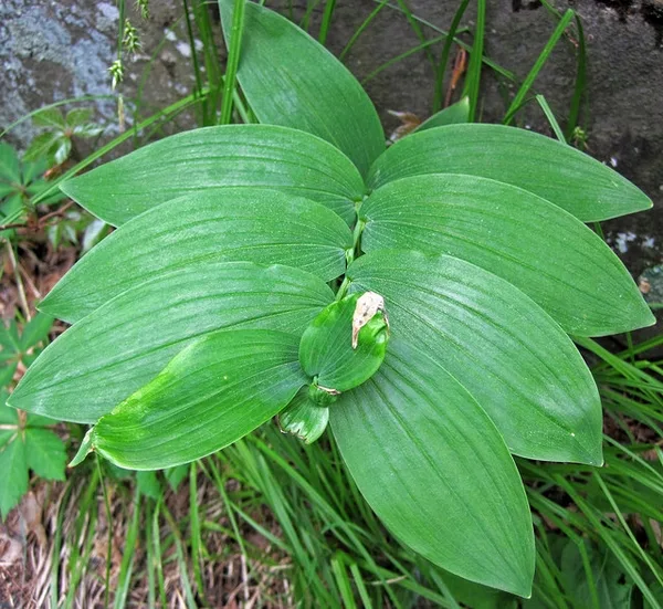 Great Solomon's Seal — Polygonatum biflorum- leaves