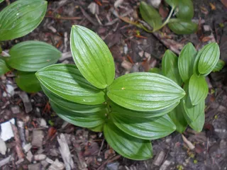 Polygonatum humile